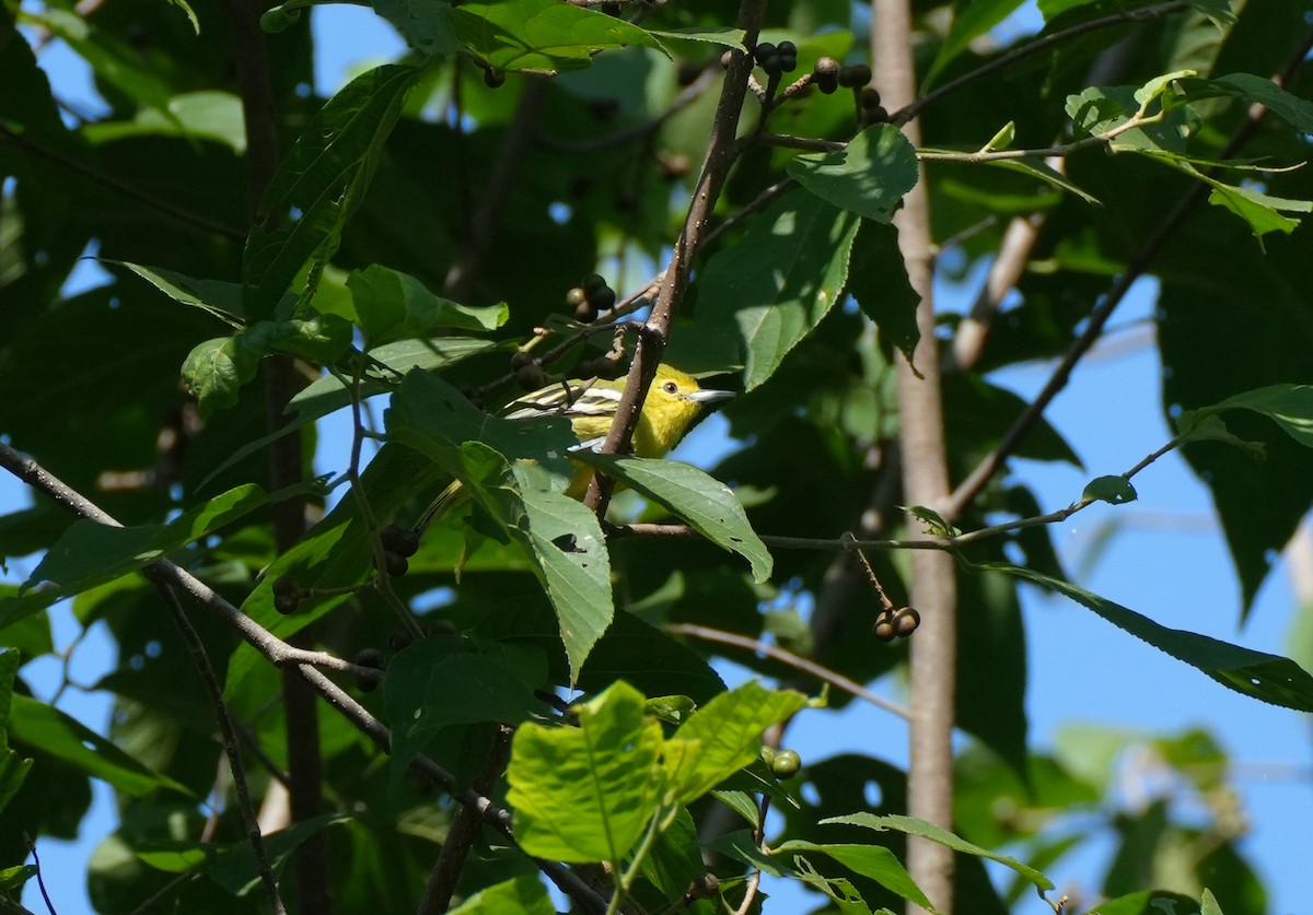 Common Iora - ML623476997