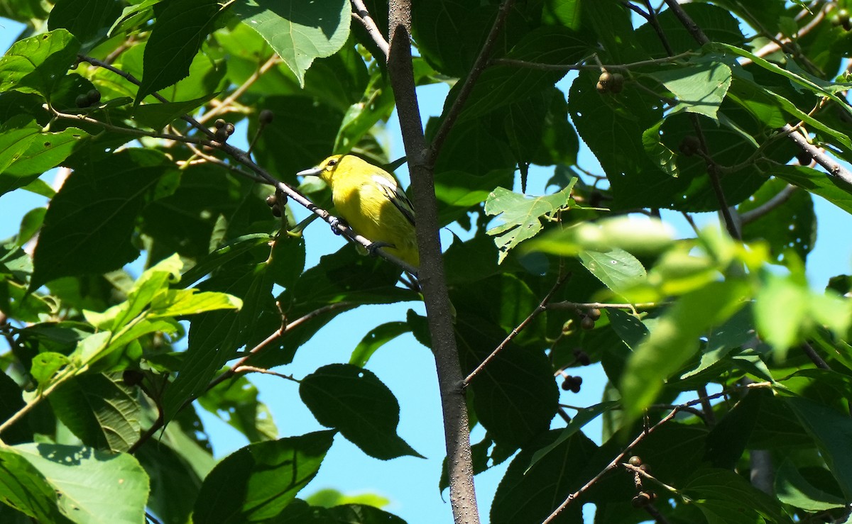 Common Iora - ML623476998