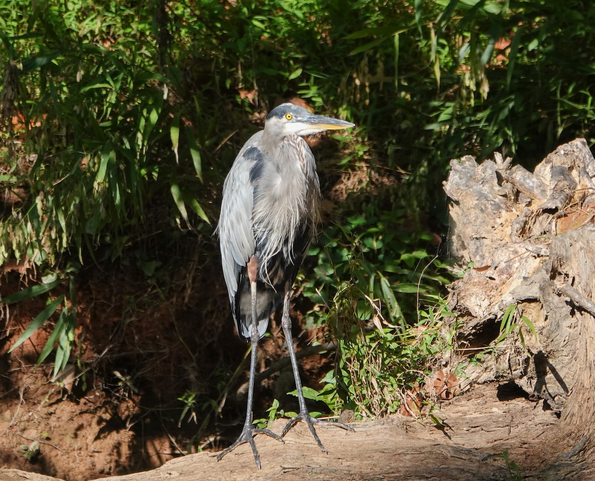 Great Blue Heron - ML623477018