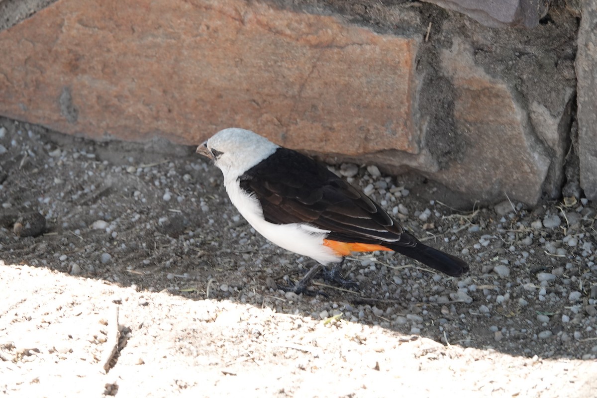 White-headed Buffalo-Weaver - ML623477176