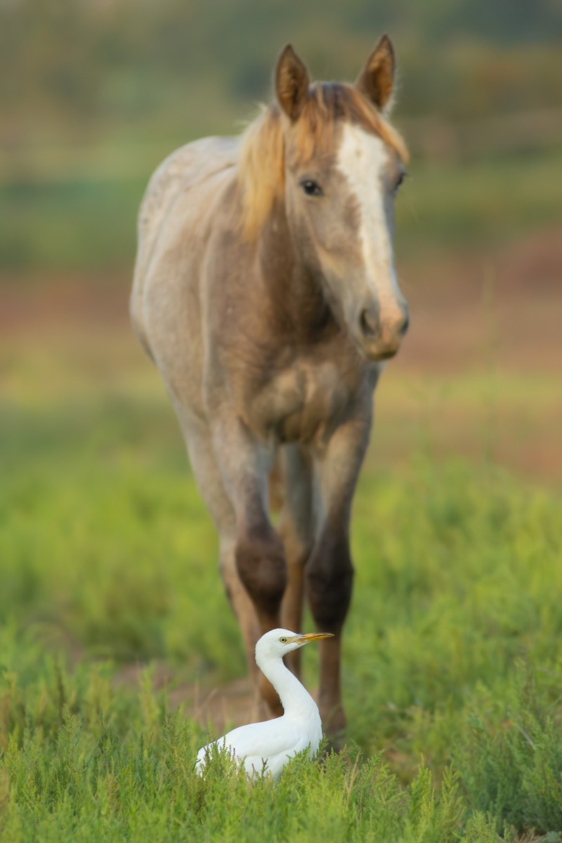 Western Cattle Egret - ML623477236