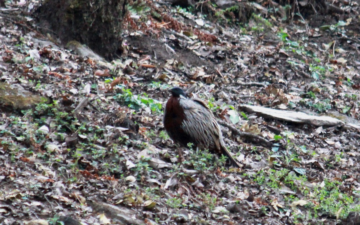 Koklass Pheasant - ML623477273