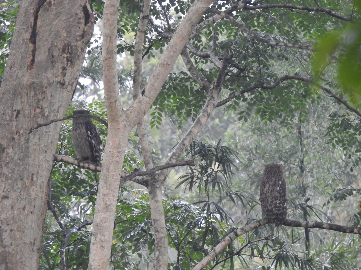 Brown Fish-Owl - ML623477295