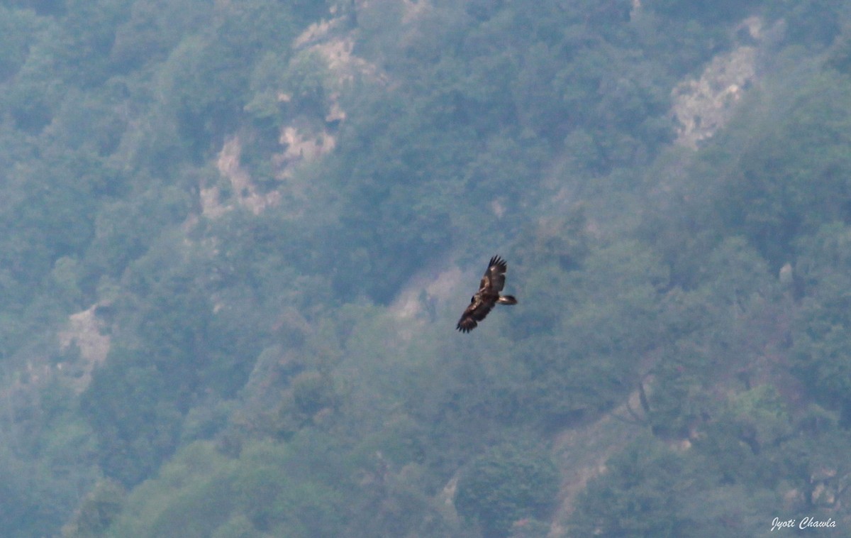 Bearded Vulture - ML623477332