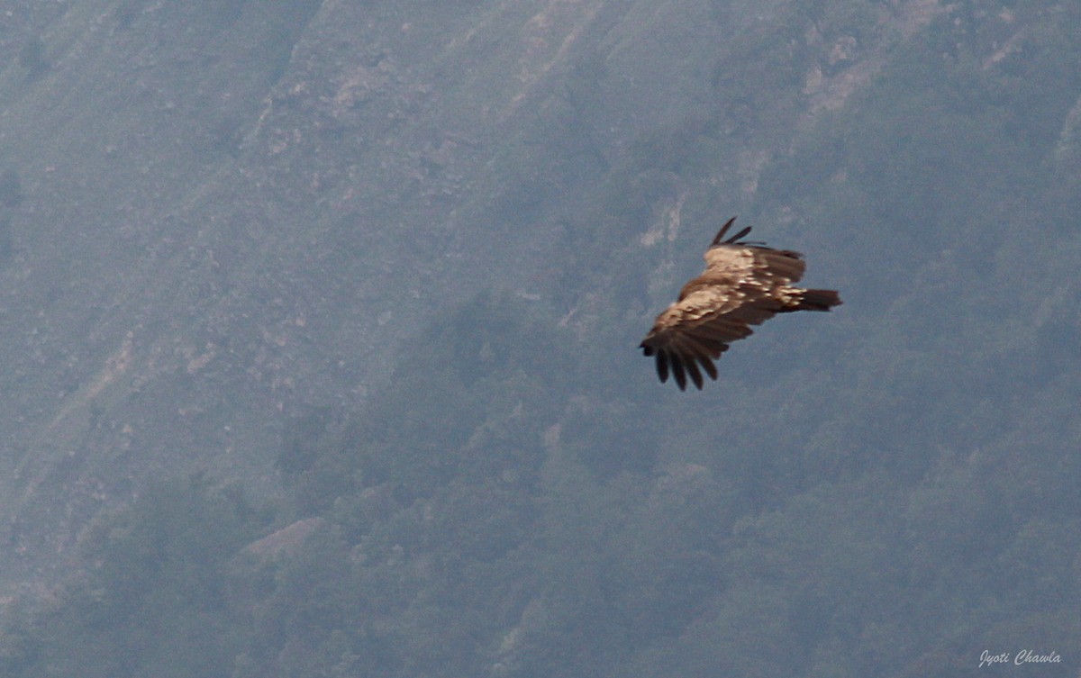 Himalayan Griffon - ML623477360