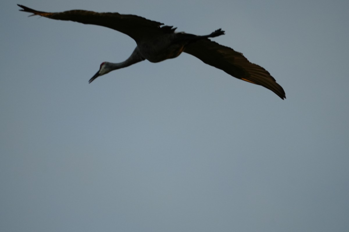 Sandhill Crane - ML623477398