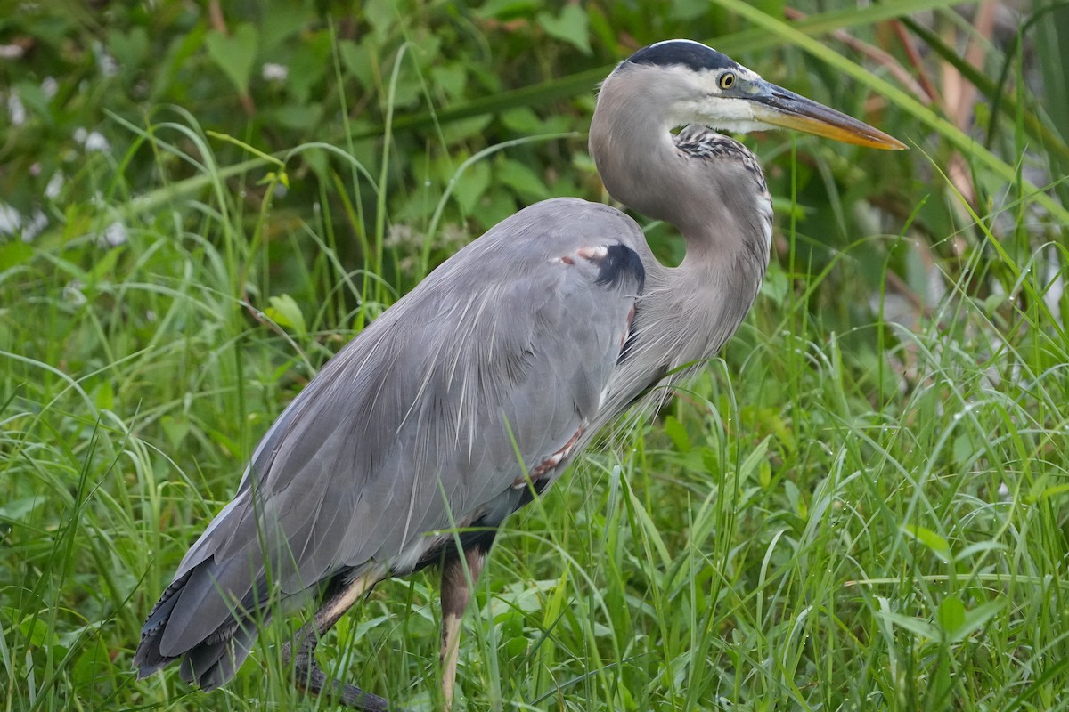 Great Blue Heron - ML623477403