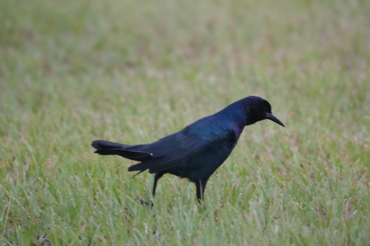 Boat-tailed Grackle - ML623477408