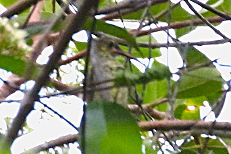 Yellow-eared Spiderhunter - ML623477422