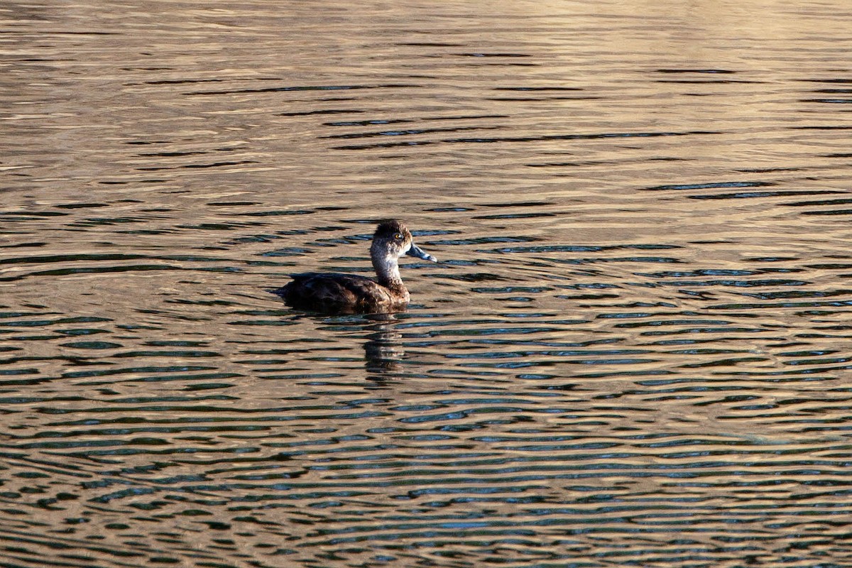 Ring-necked Duck - ML623477433