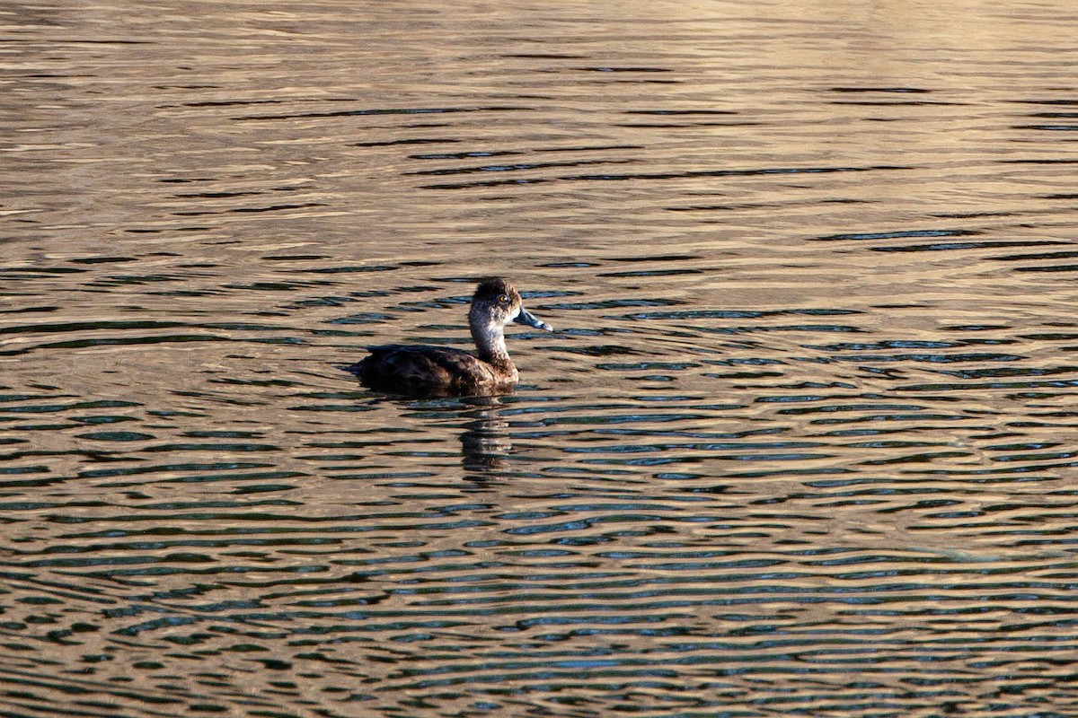 Murgilari lepokoduna - ML623477433