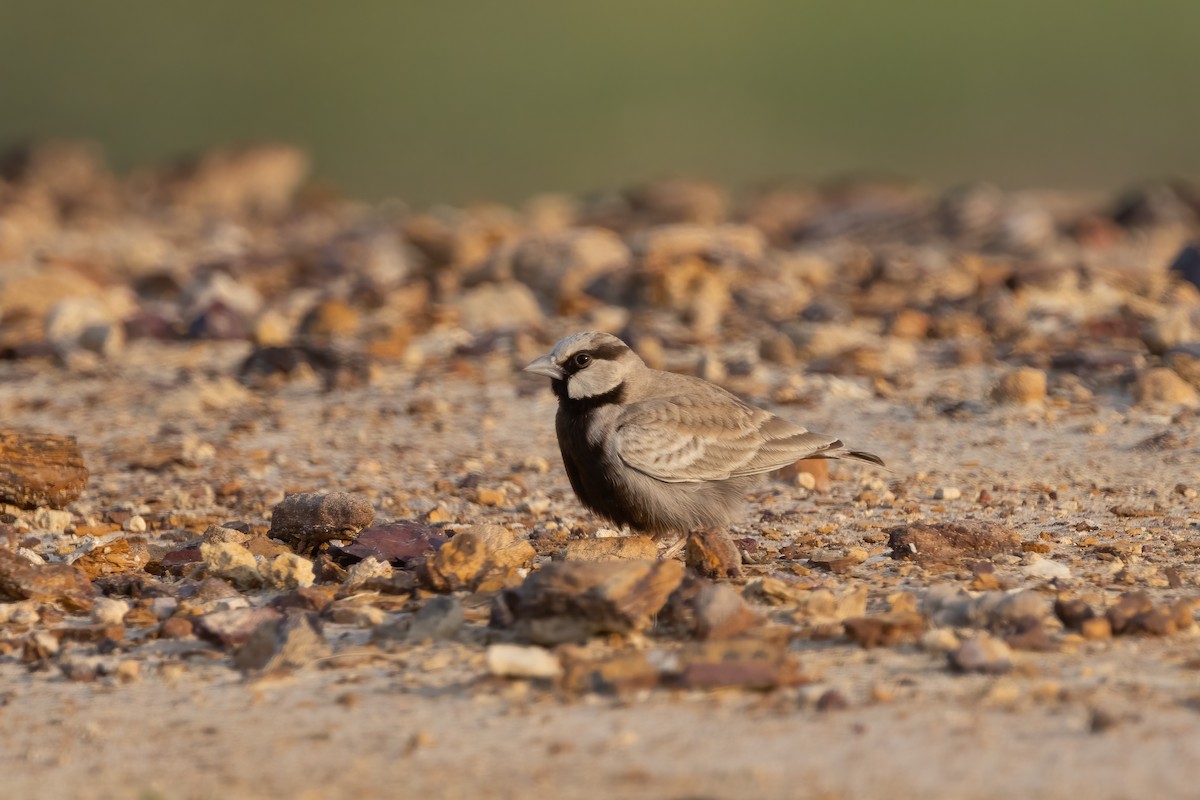 Ashy-crowned Sparrow-Lark - ML623477442