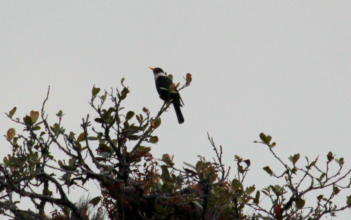 White-collared Blackbird - ML623477447