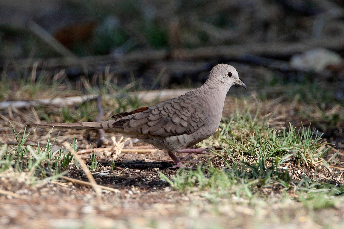 Inca Dove - ML623477505