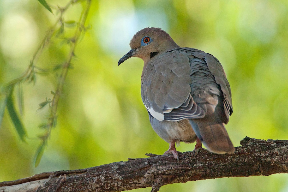 White-winged Dove - ML623477518