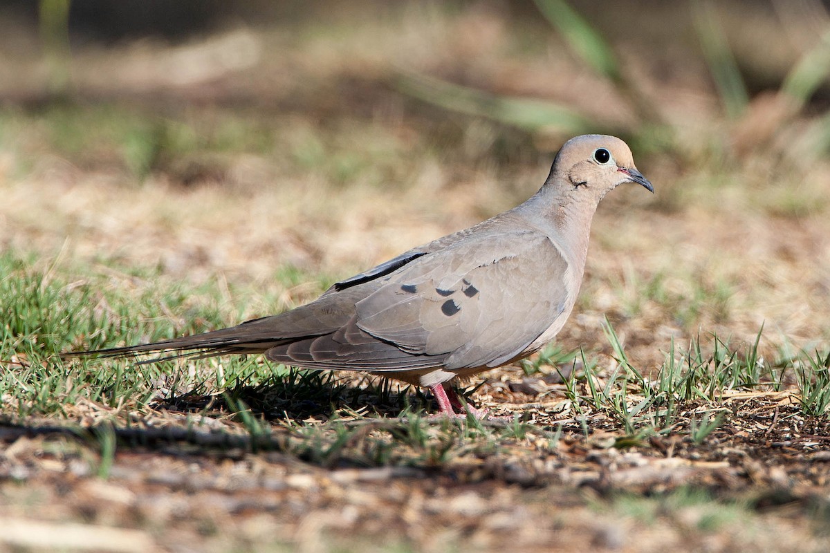 Mourning Dove - ML623477523