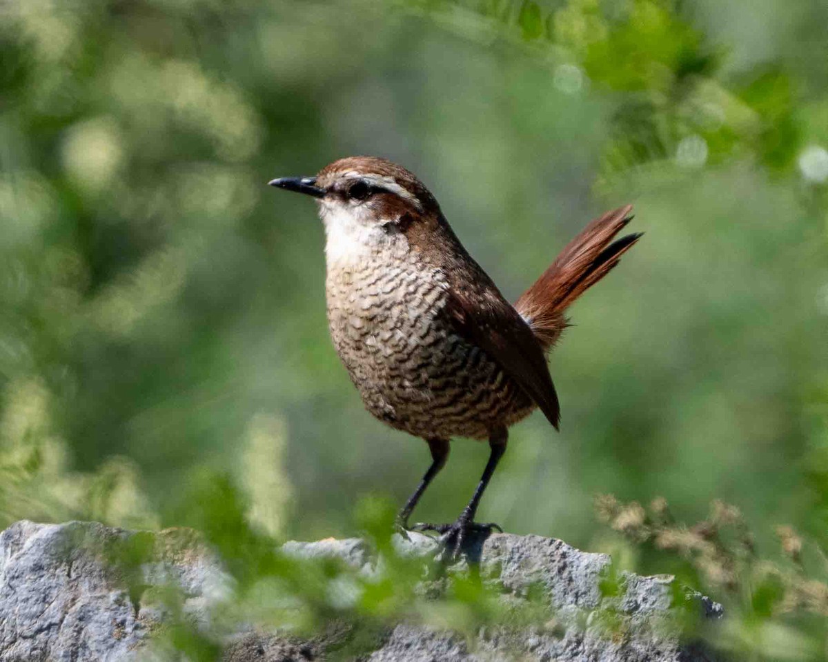 White-throated Tapaculo - ML623477532