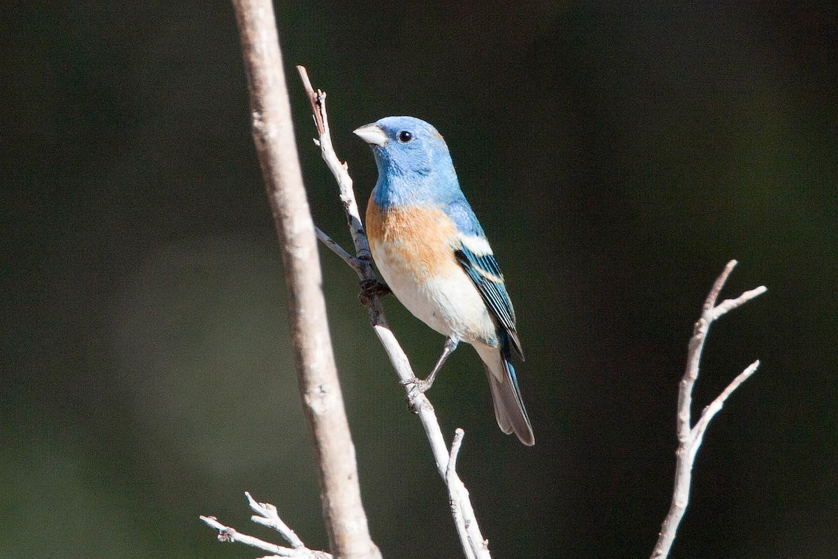 Lazuli Bunting - ML623477533