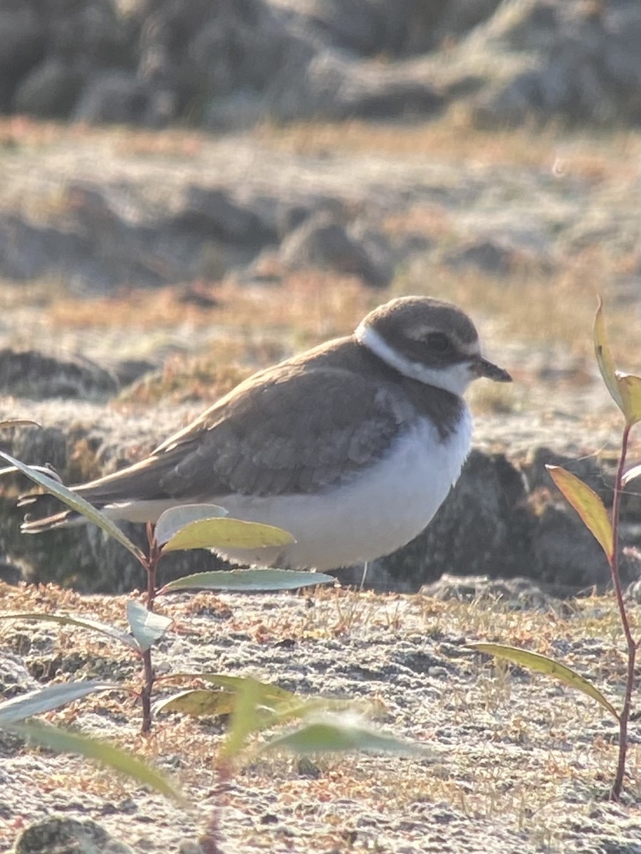 Semipalmated Plover - ML623477568