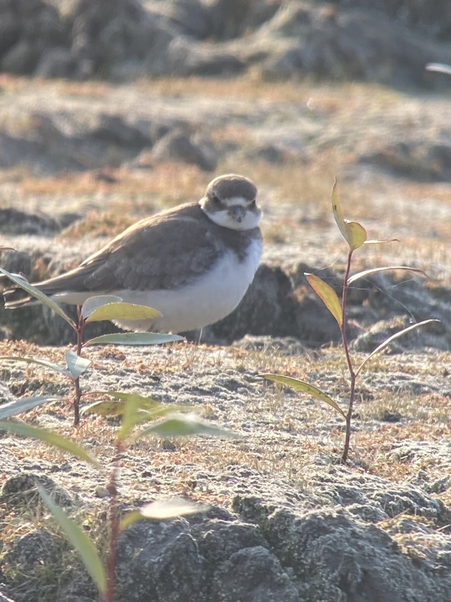 Semipalmated Plover - Rich Del Carlo