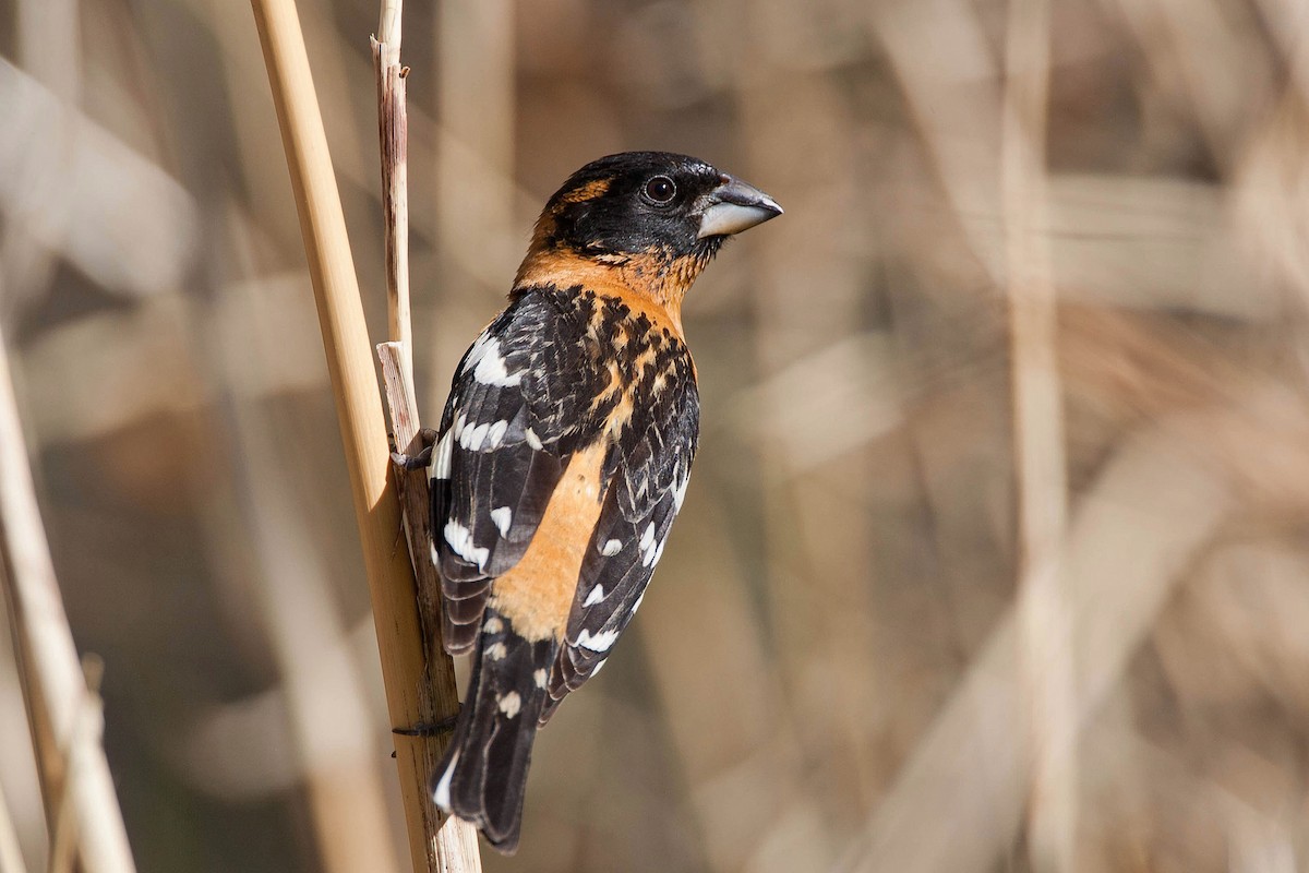 Black-headed Grosbeak - ML623477577