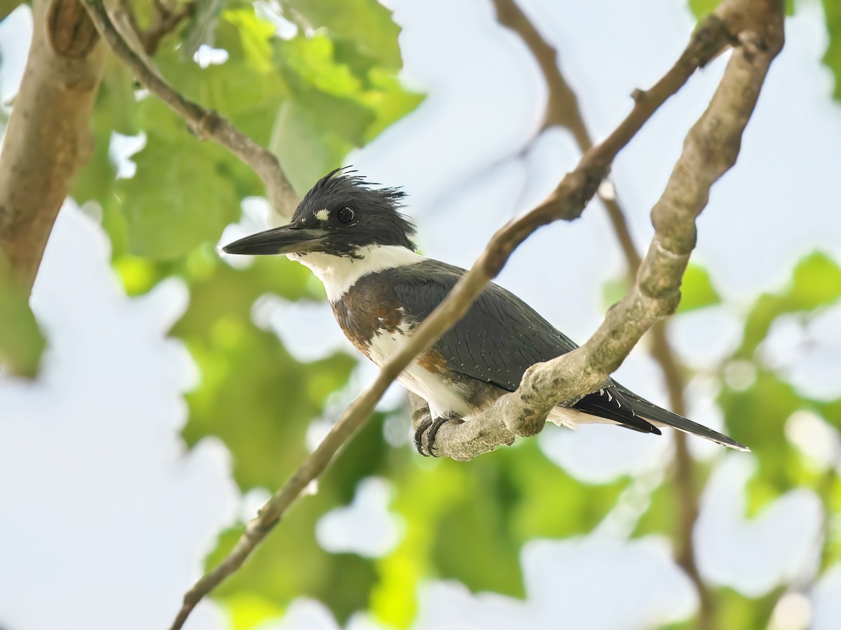 Belted Kingfisher - ML623477603