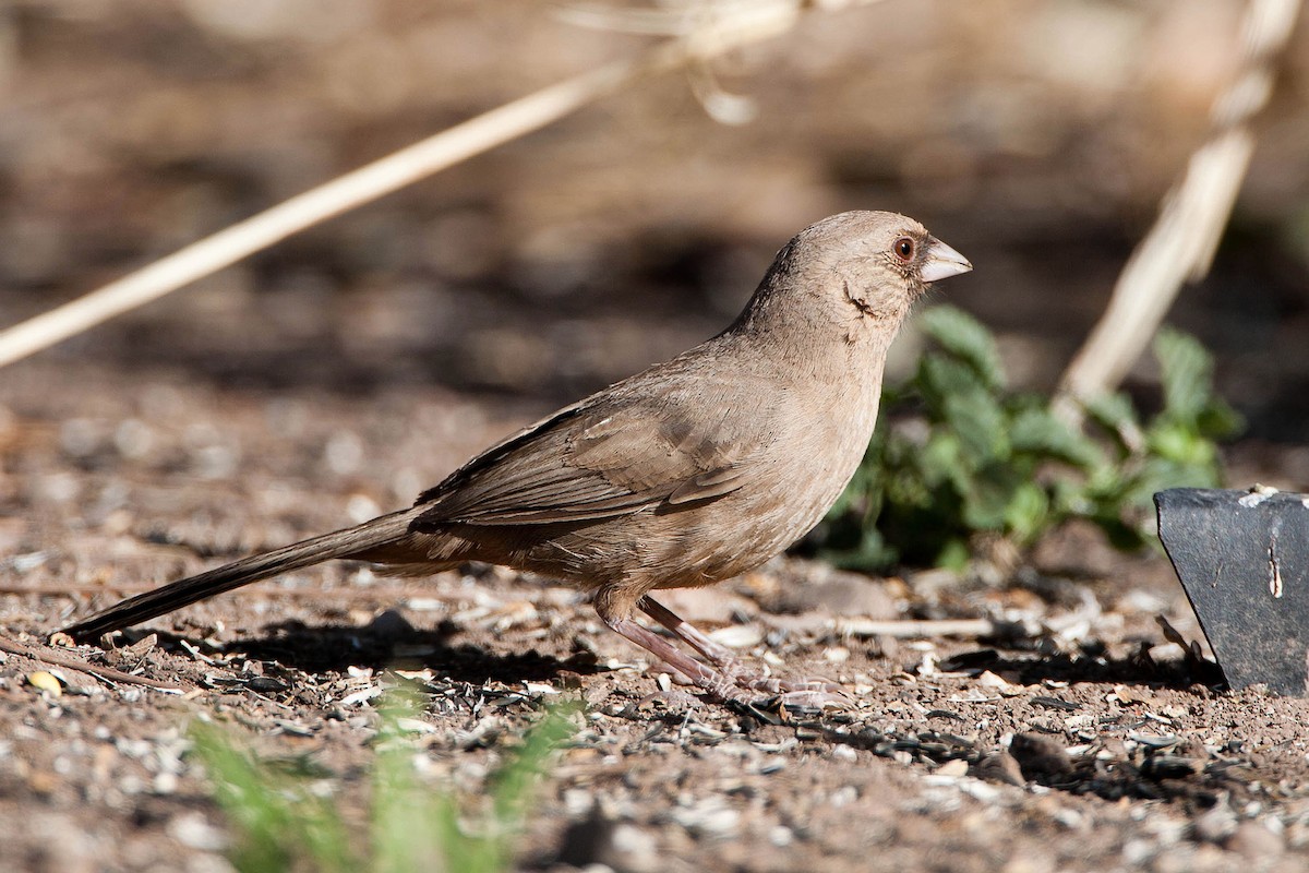 Abert's Towhee - ML623477628