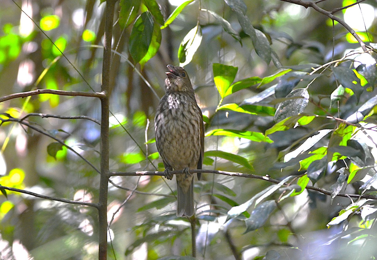 Tooth-billed Bowerbird - ML623477669