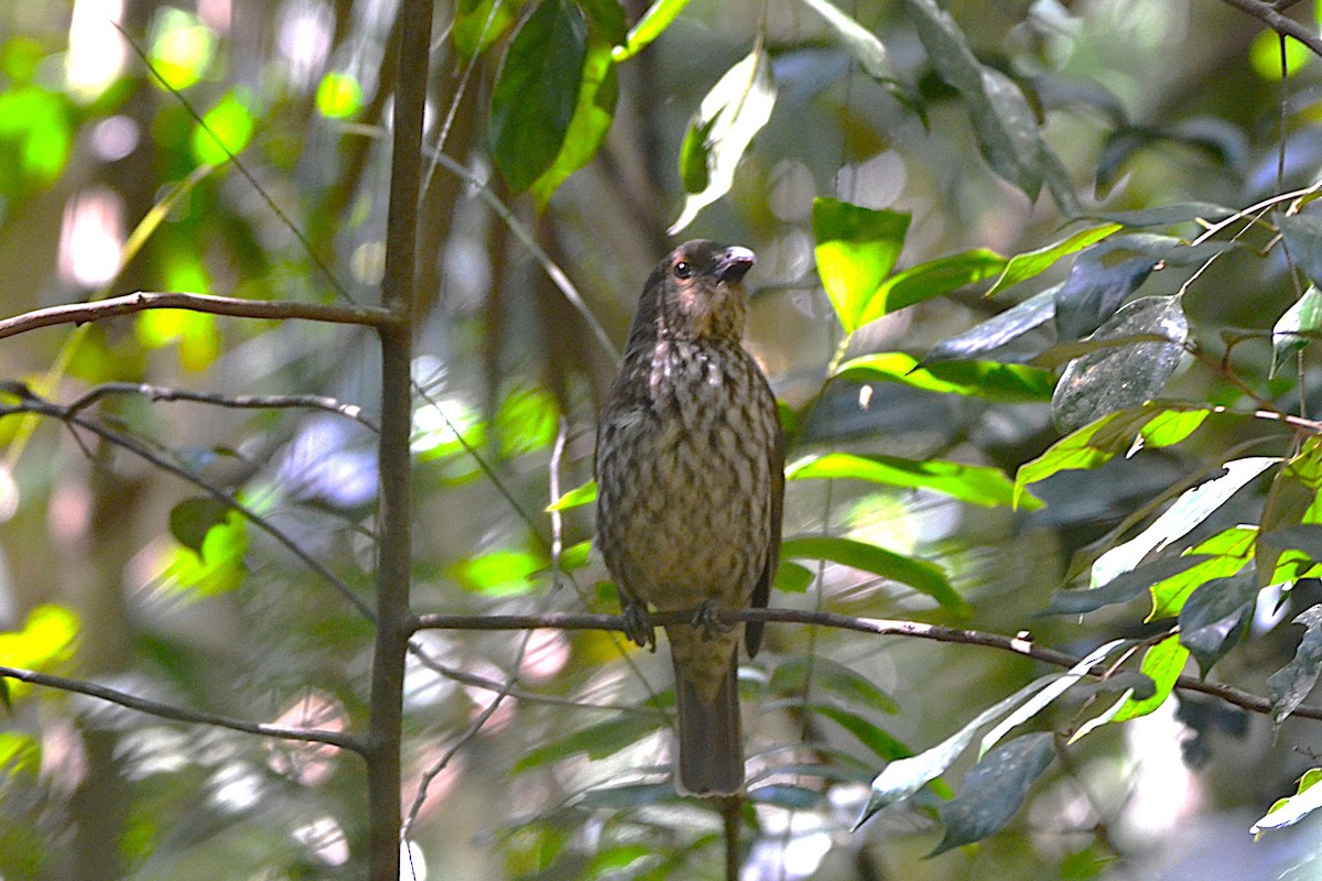 Tooth-billed Bowerbird - ML623477671