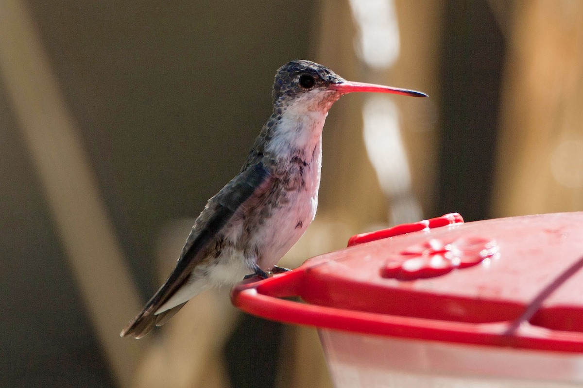 Violet-crowned Hummingbird - ML623477672