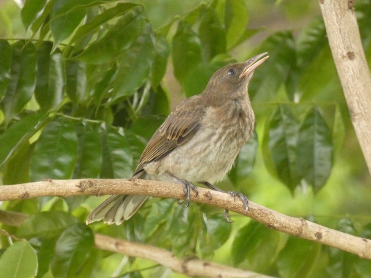 Pearly-eyed Thrasher - ML623477680