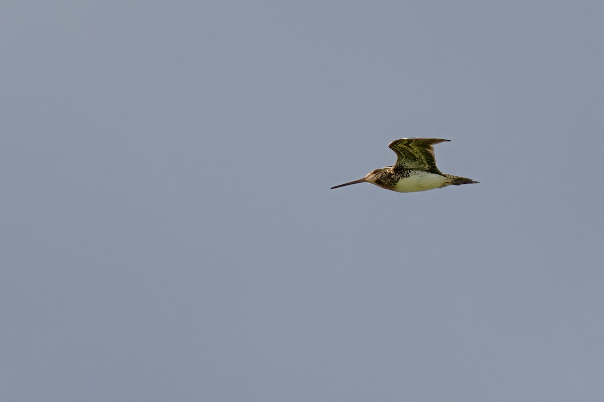 African Snipe - Mike “Champ” Krzychylkiewicz