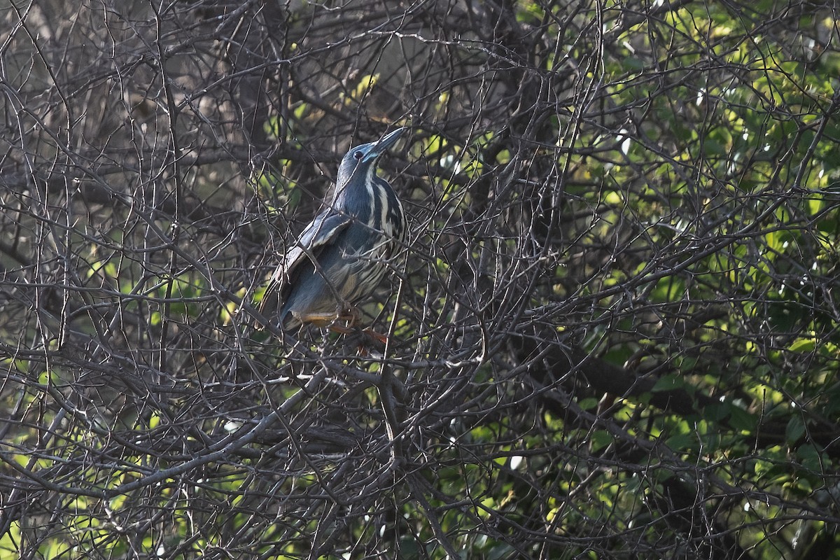 Dwarf Bittern - Mike “Champ” Krzychylkiewicz