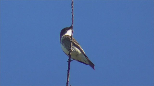 Olive-sided Flycatcher - ML623477756