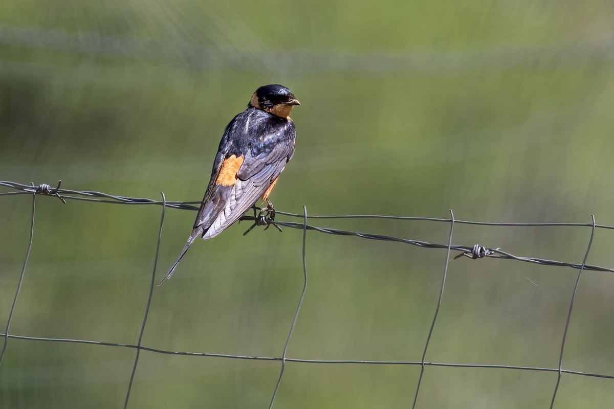 Rufous-chested Swallow - ML623477777