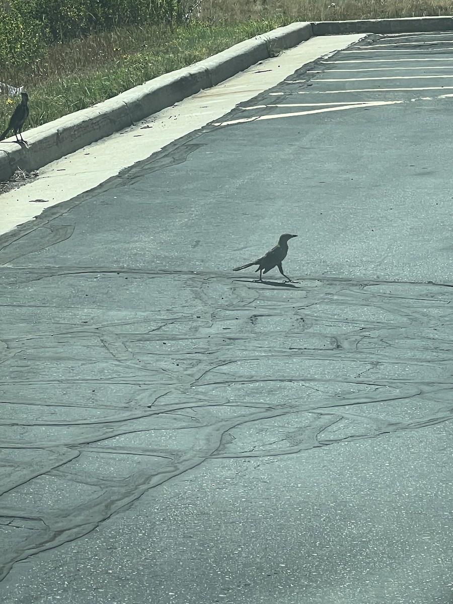 Great-tailed Grackle - ML623477794