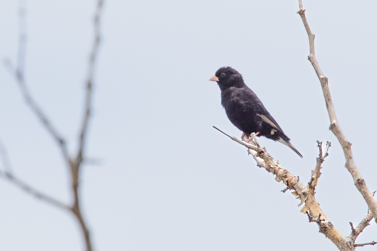 Purple Indigobird - ML623477822