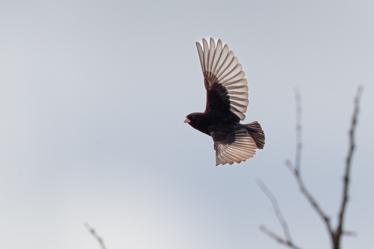 Purple Indigobird - ML623477823