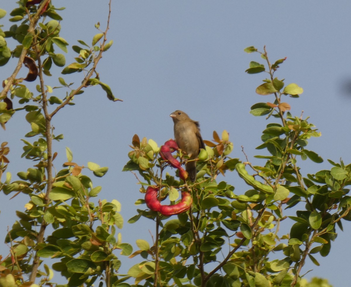 Black-faced Grassquit - ML623477853