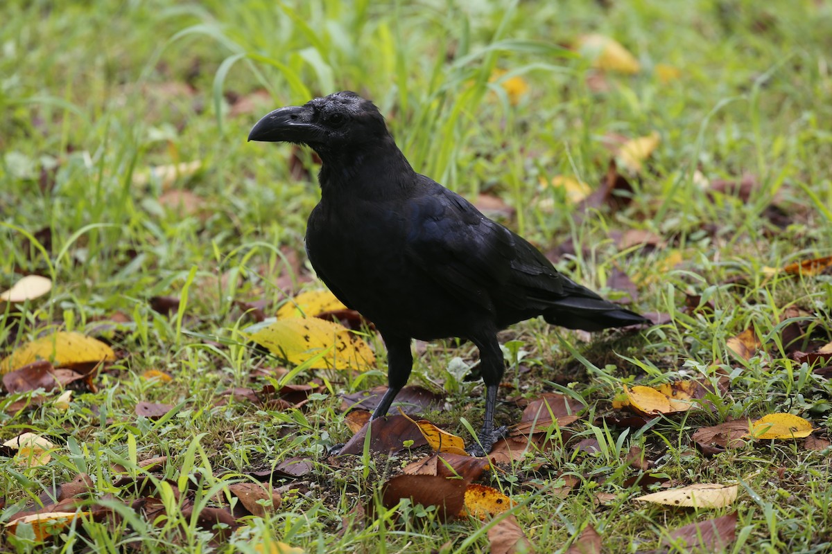 vrána tlustozobá - ML623477858