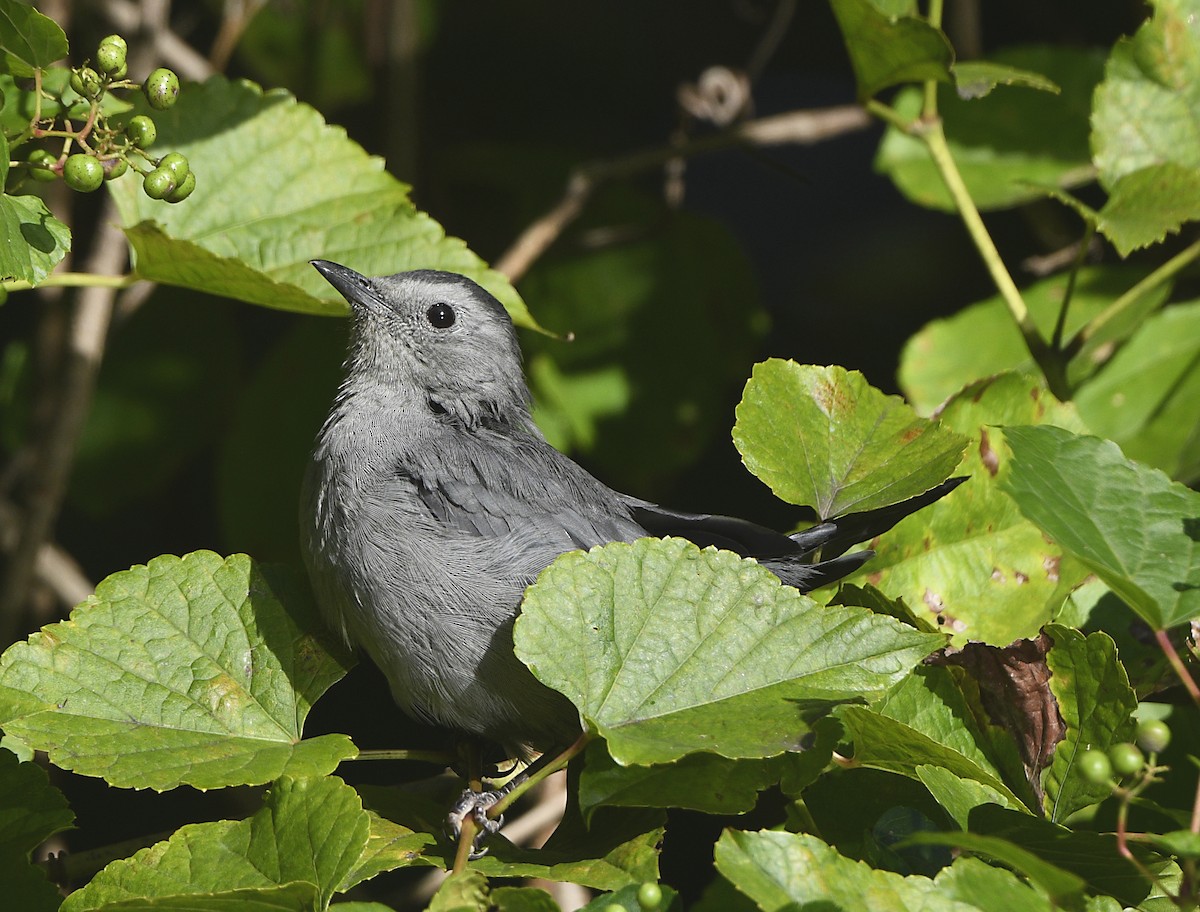 Gray Catbird - ML623477862