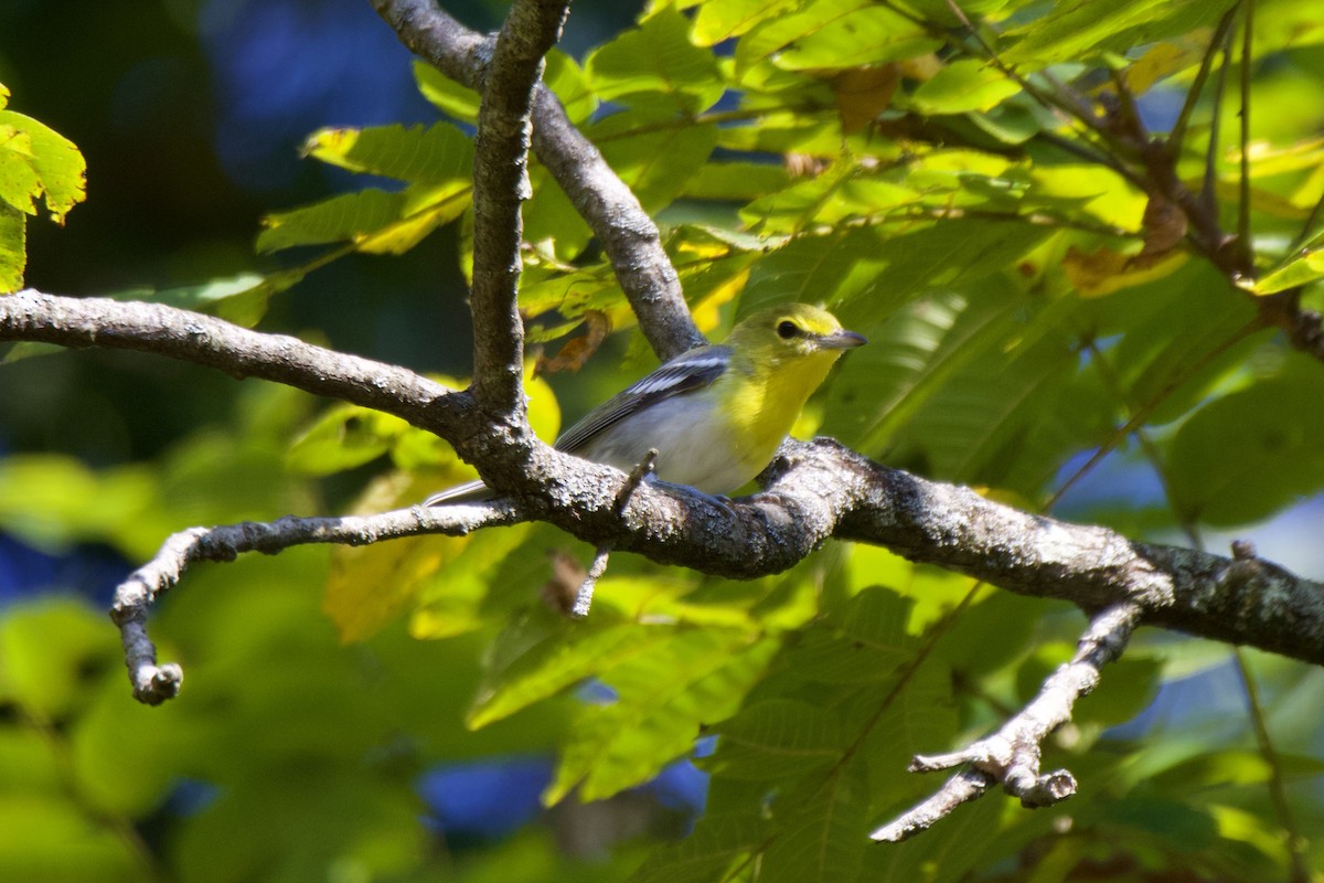 Yellow-throated Vireo - ML623477883
