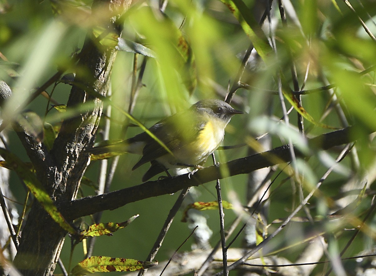 American Redstart - ML623477929