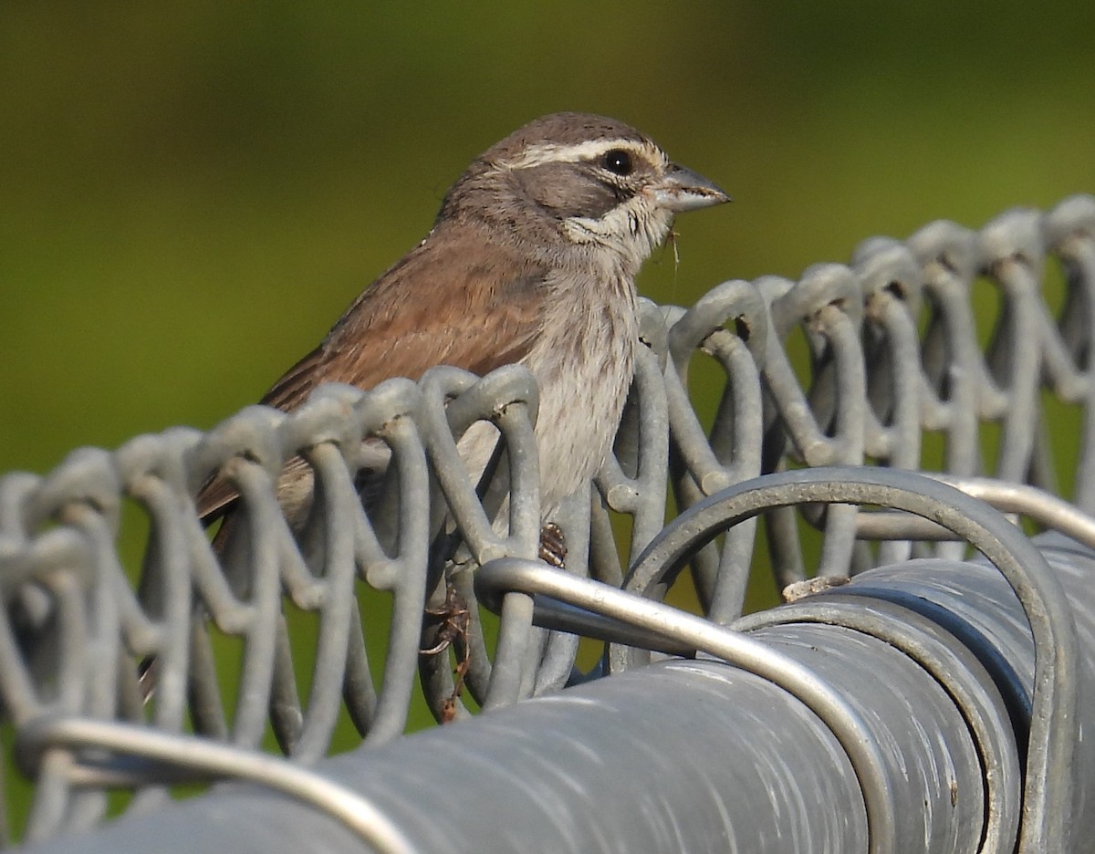 Black-throated Sparrow - ML623477943