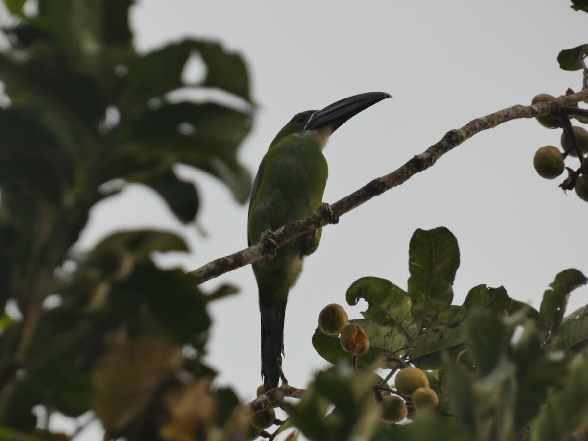 Toucanet de Derby - ML623477944