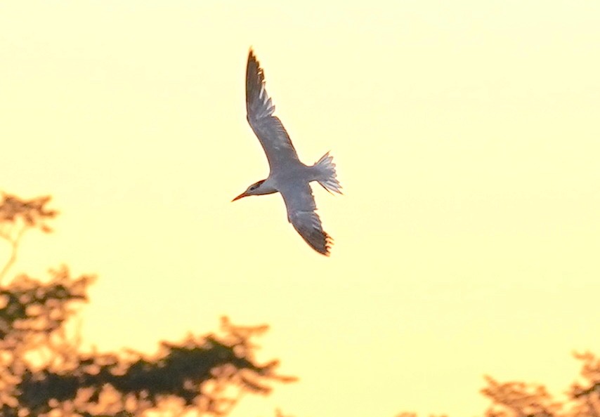 Royal Tern - ML623477954