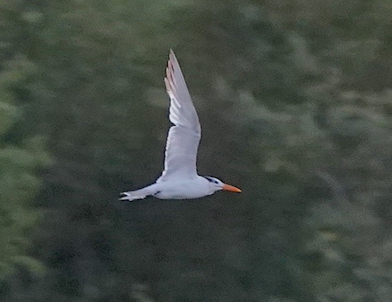 Royal Tern - ML623477955