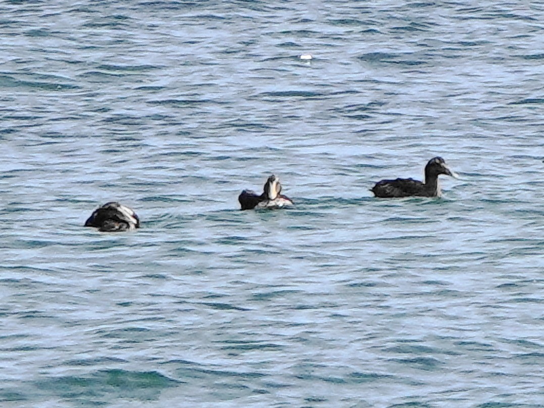 Common Eider - ML623477985