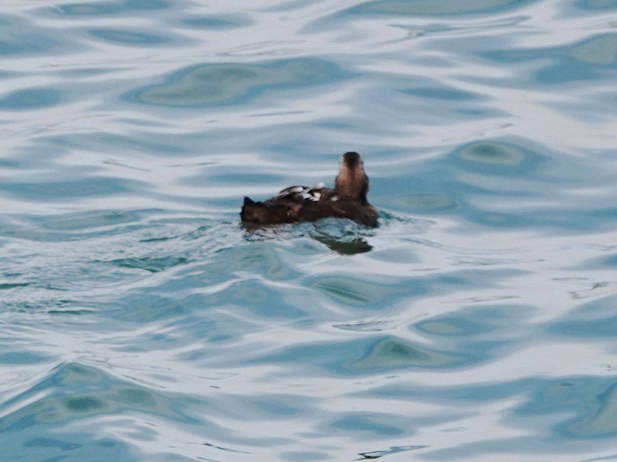 Common Eider - ML623477986