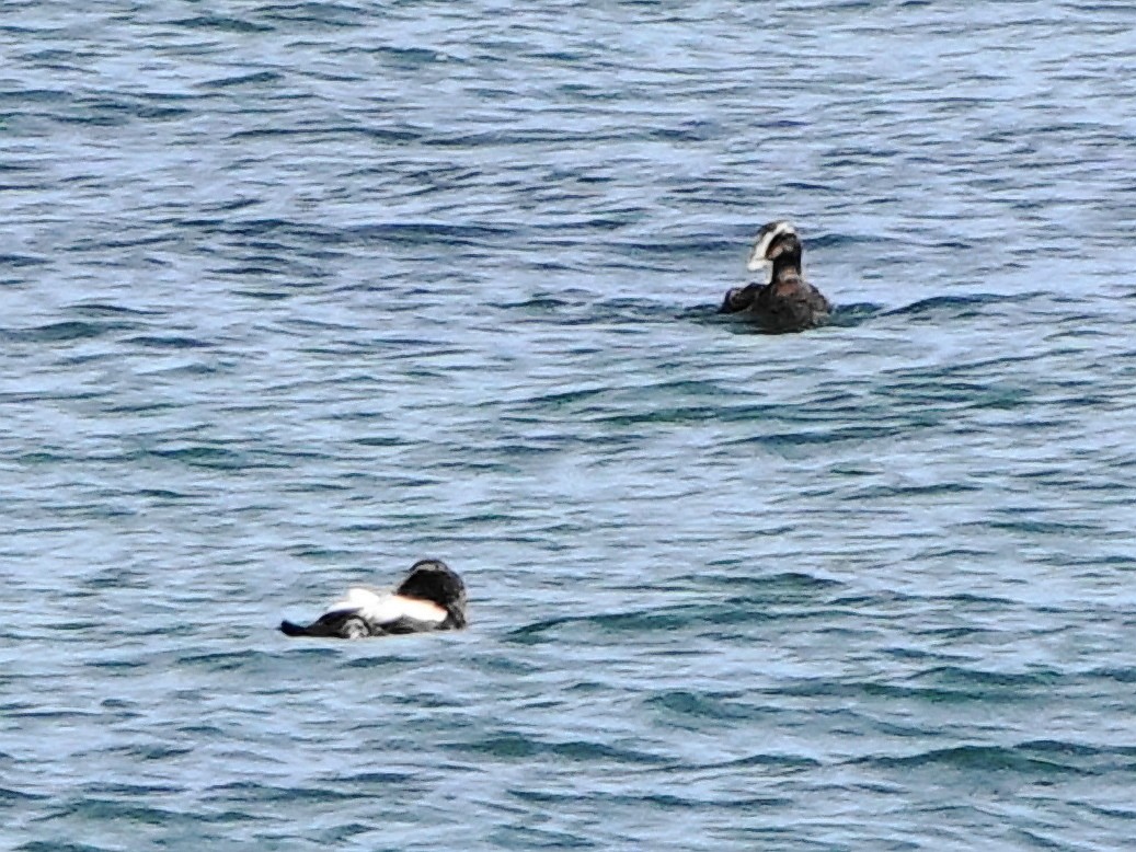 Common Eider - ML623477987